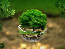 A healthy tree thriving.